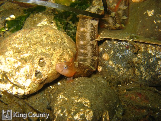 Photo of Pholis laeta